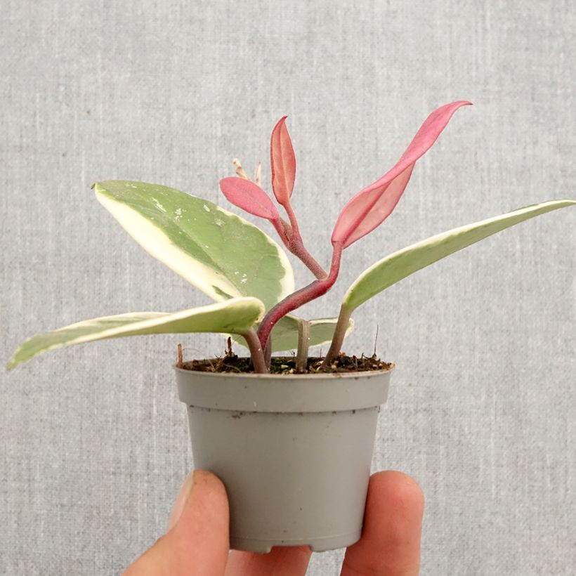 Hoya Flamingo Dream Mini-plante Ejemplar entregado en la primavera