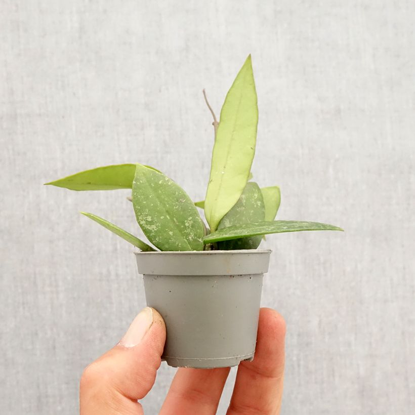 Hoya gracilis Mini-plante Ejemplar entregado en la primavera