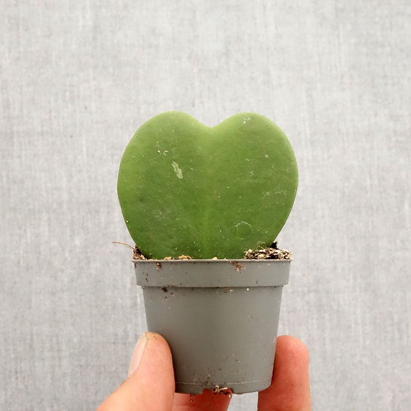 Hoya kerrii - Planta corazón Mini-plante Ejemplar entregado en la primavera