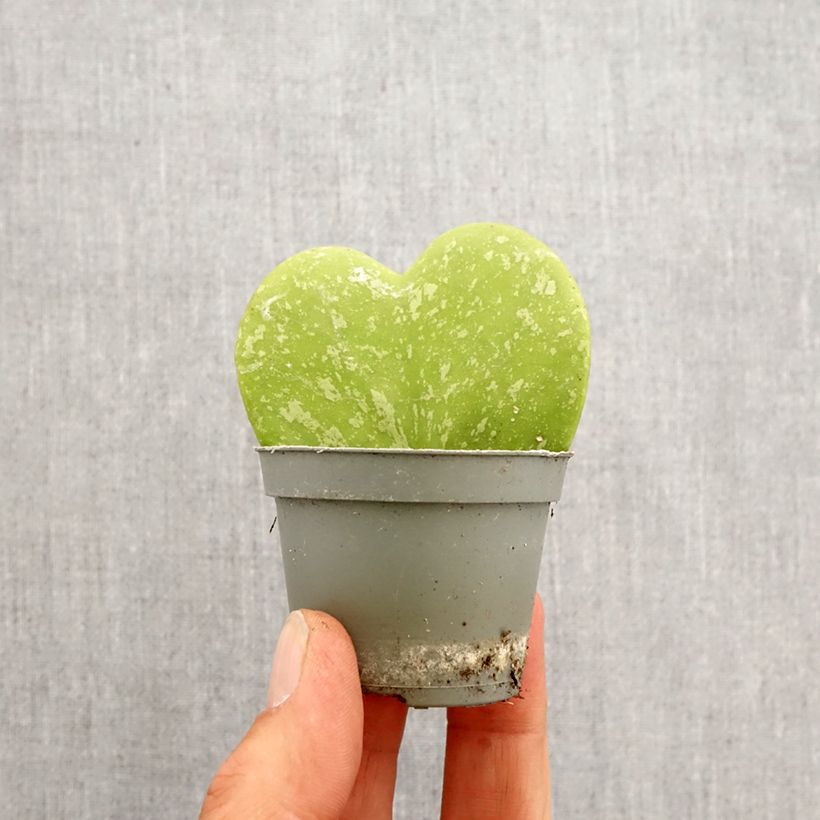Hoya kerrii Splash - Planta corazón Mini-plante Ejemplar entregado en la primavera