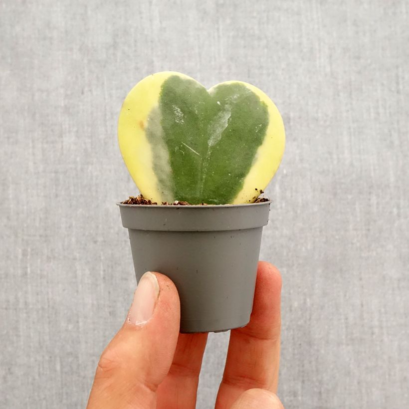Hoya kerrii Variegata - Planta corazónnachée Mini-plante Ejemplar entregado en la primavera