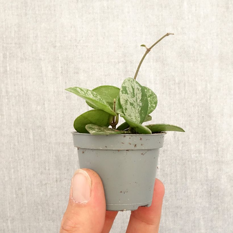 Hoya Mathilde Splash Mini-plante Ejemplar entregado en la primavera