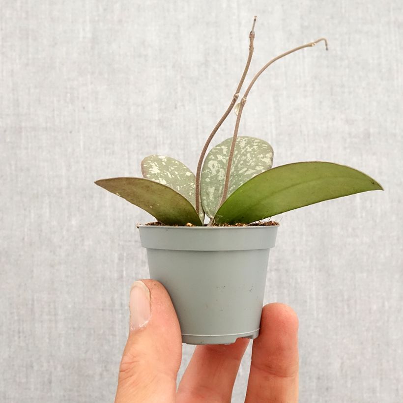 Hoya sigillatis Mini-plante Ejemplar entregado en la primavera