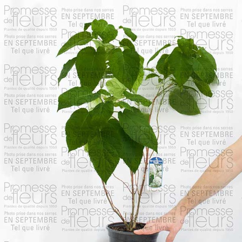 Ejemplo de ejemplar de Hortensia arborescens Bella Anna Pot de 4L/5L, 3 /5 branchesHauteur livrée env. 60/70cm tal y como se entrega