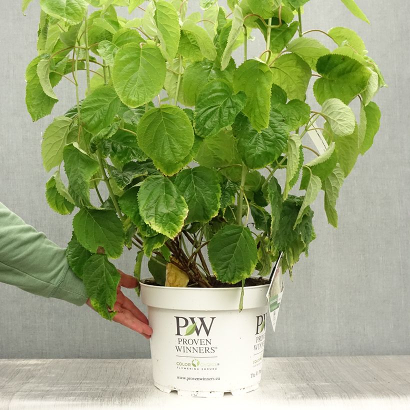 Ejemplar de Hortensia arborescens Strong Annabelle ( Incrediball ) Pot de 7,5L/10LHauteur livrée env. 50/60cm entregado en verano