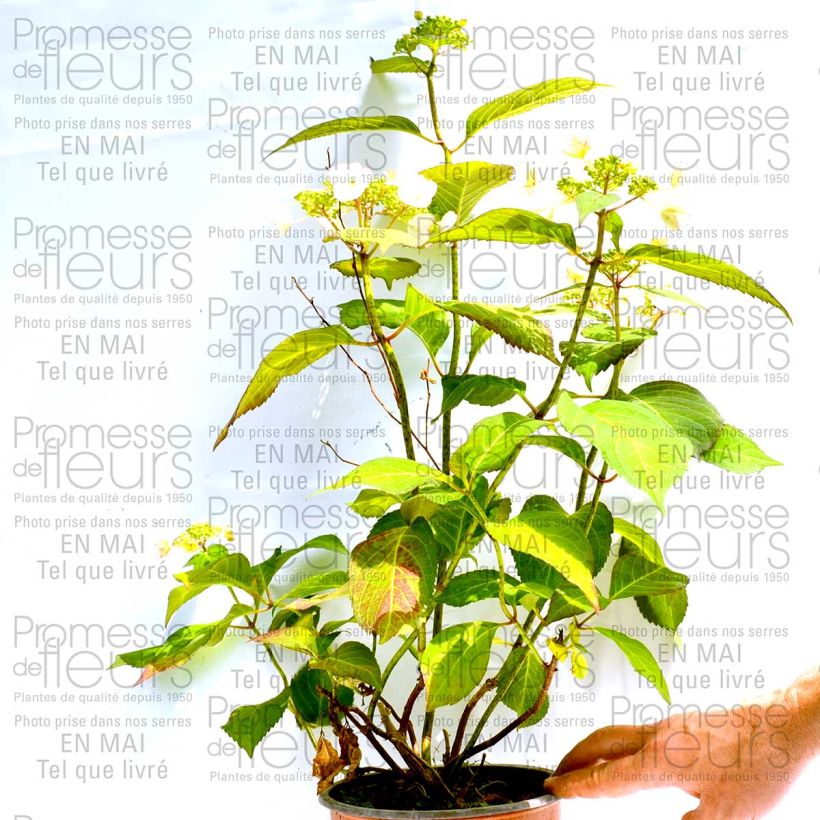 Ejemplo de ejemplar de Hortensia macrophylla Dolce Kiss - Hydrangea Maceta 2L/3L tal y como se entrega