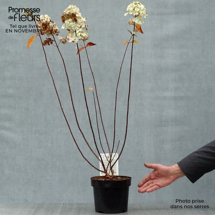 Ejemplar de Hortensia paniculata Fraise Melba - Hydrangea Maceta 3L/4L entregado en otoño