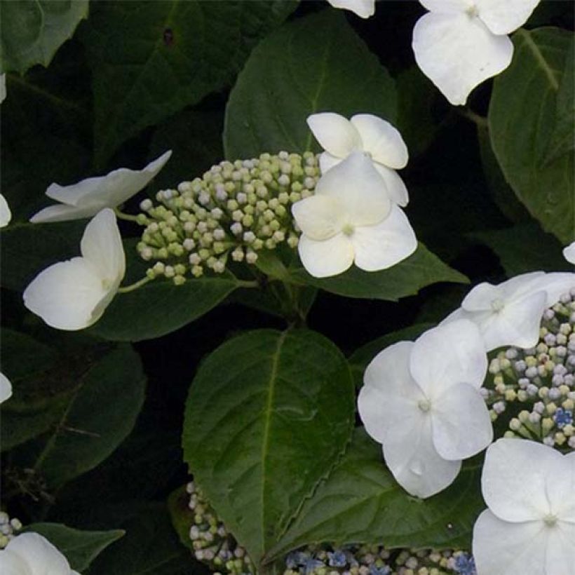 Hortensia - Hydrangea macrophylla Great Star Blanc Bleu (Follaje)