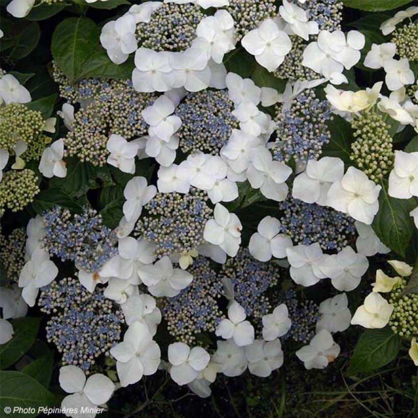 Hortensia - Hydrangea macrophylla Great Star Blanc Bleu (Floración)