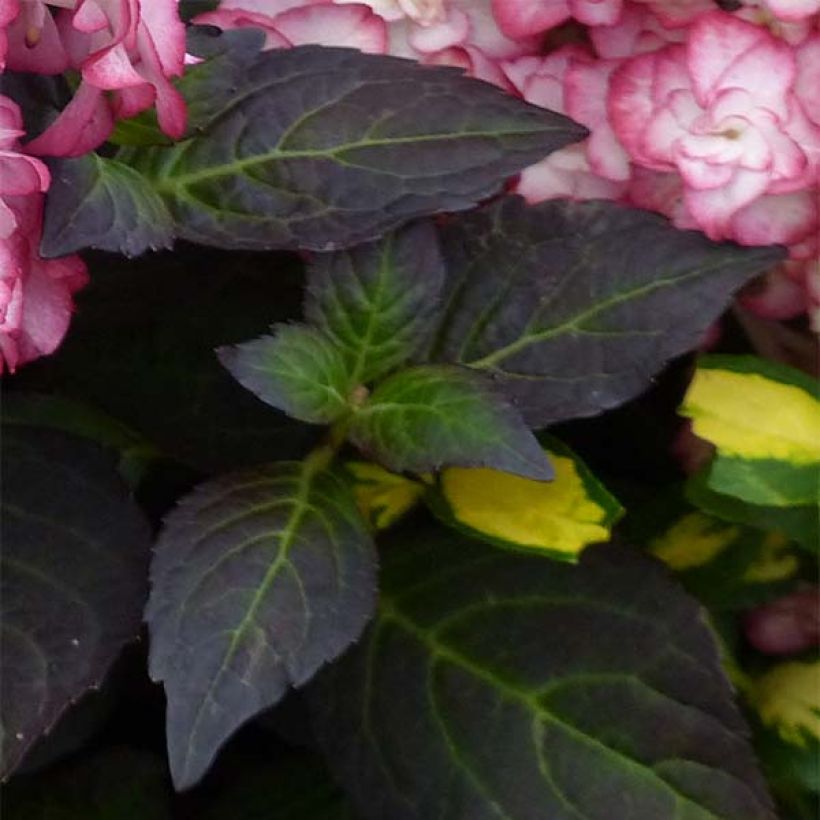 Hortensia macrophylla Miss Saori - Hydrangea (Follaje)