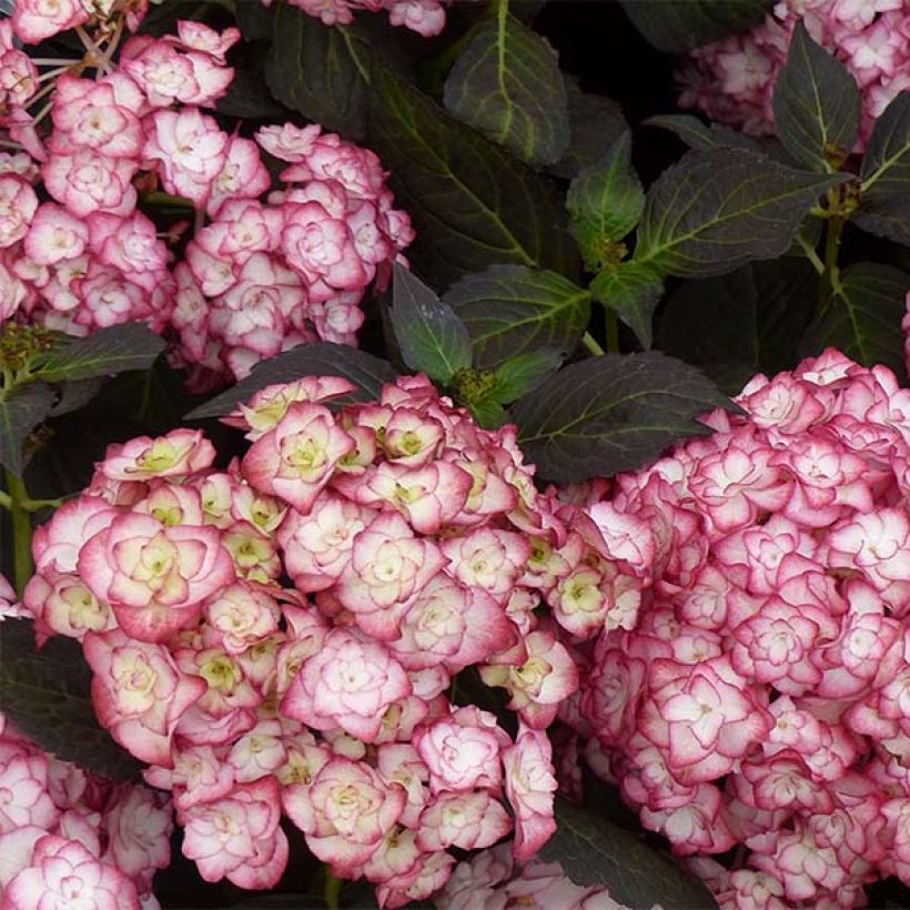Hortensia macrophylla Miss Saori - Hydrangea (Floración)