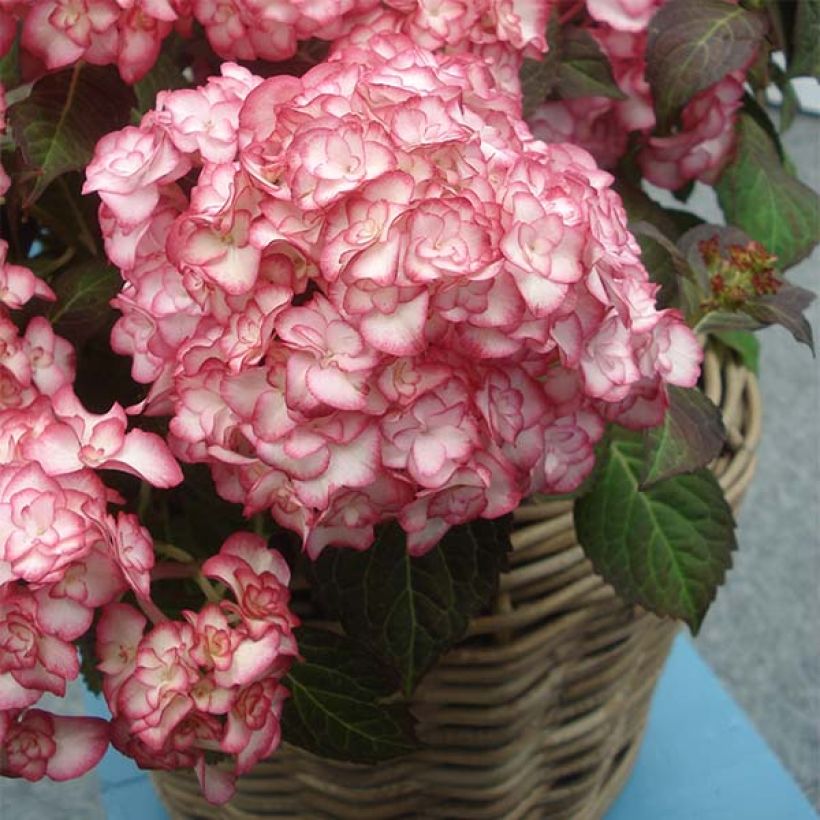 Hortensia macrophylla Miss Saori - Hydrangea (Porte)