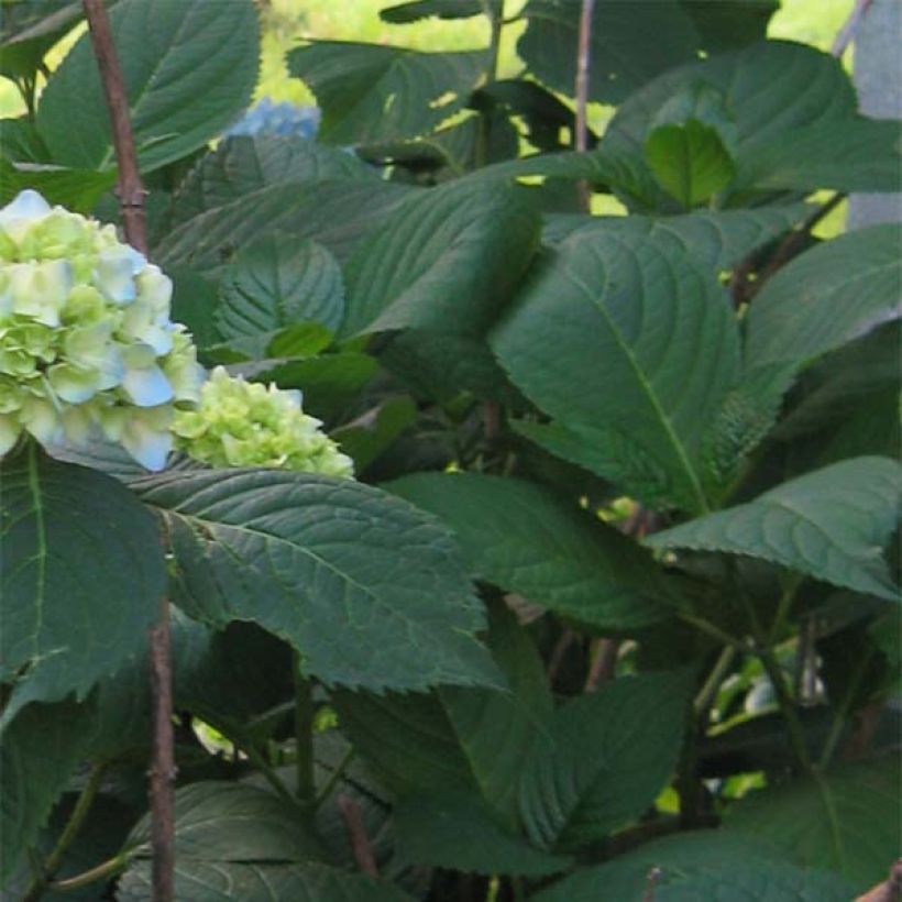 Hortensia macrophylla Nikko Blue - Hydrangea (Follaje)