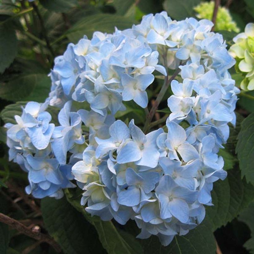 Hortensia macrophylla Nikko Blue - Hydrangea (Floración)