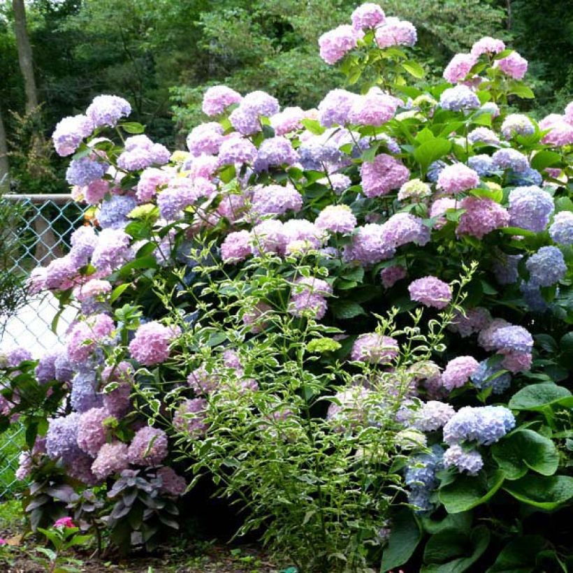 Hortensia macrophylla Nikko Blue - Hydrangea (Porte)