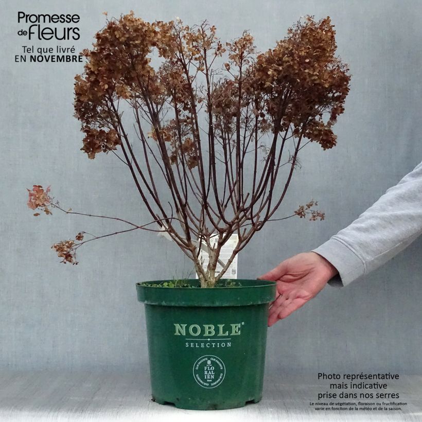 Ejemplar de Hortensia paniculata Bobo - Hydrangea paniculata Maceta 6L/7L entregado en otoño