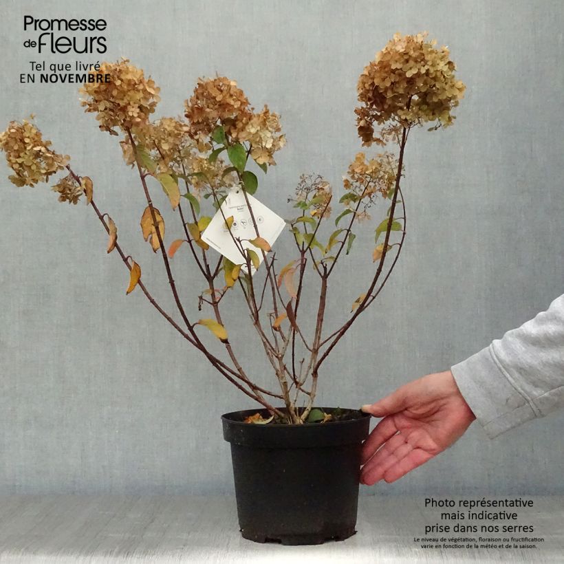 Ejemplar de Hortensia paniculata Bobo - Hydrangea paniculata Maceta 3L/4L entregado en otoño