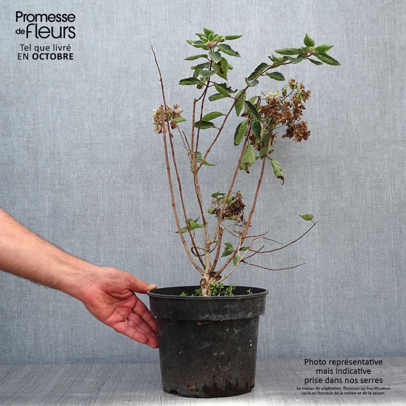 Ejemplar de Hortensia paniculata Bombshell - Hydrangea paniculata Maceta 2L/3L entregado en otoño