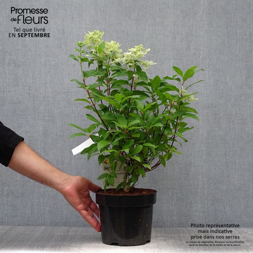 Ejemplar de Hortensia paniculata Confetti - Hydrangea Maceta 2L/3L entregado en otoño