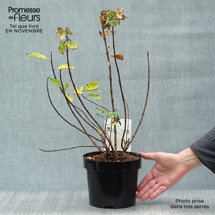 Ejemplar de Hortensia paniculata Dart's Little Dot - Hydrangea paniculata Maceta 3L/4L entregado en otoño