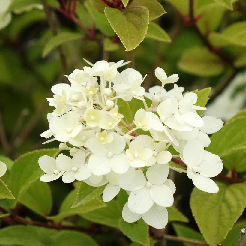Hortensia paniculata Dharuma - Hydrangea (Floración)