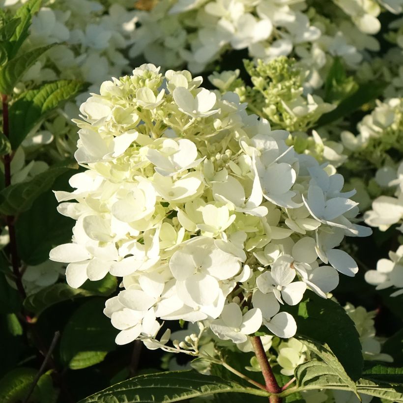 Hortensia paniculata Fire Light - Hydrangea paniculata (Floración)