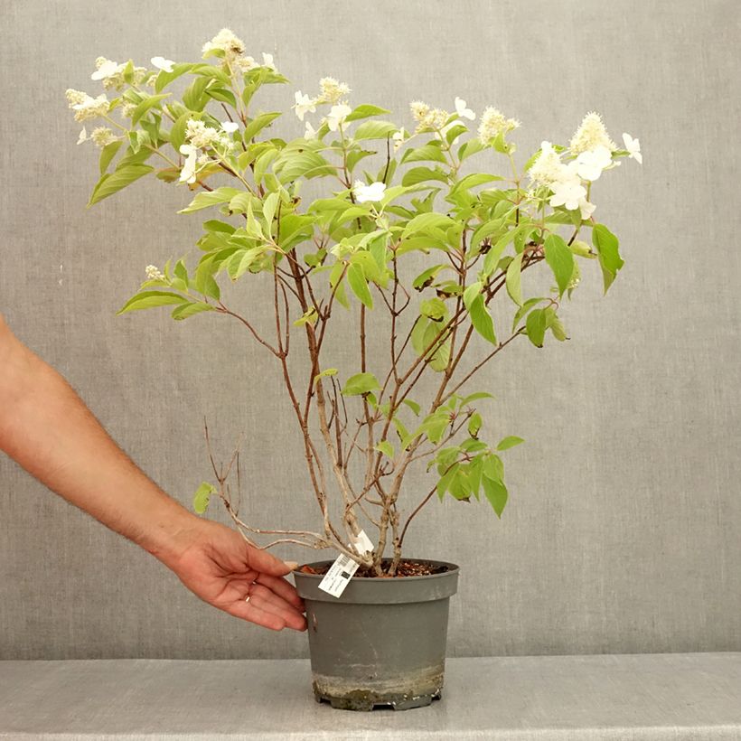Ejemplar de Hortensia paniculata Levana - Hydrangea paniculata Maceta 3L/4L entregado en verano
