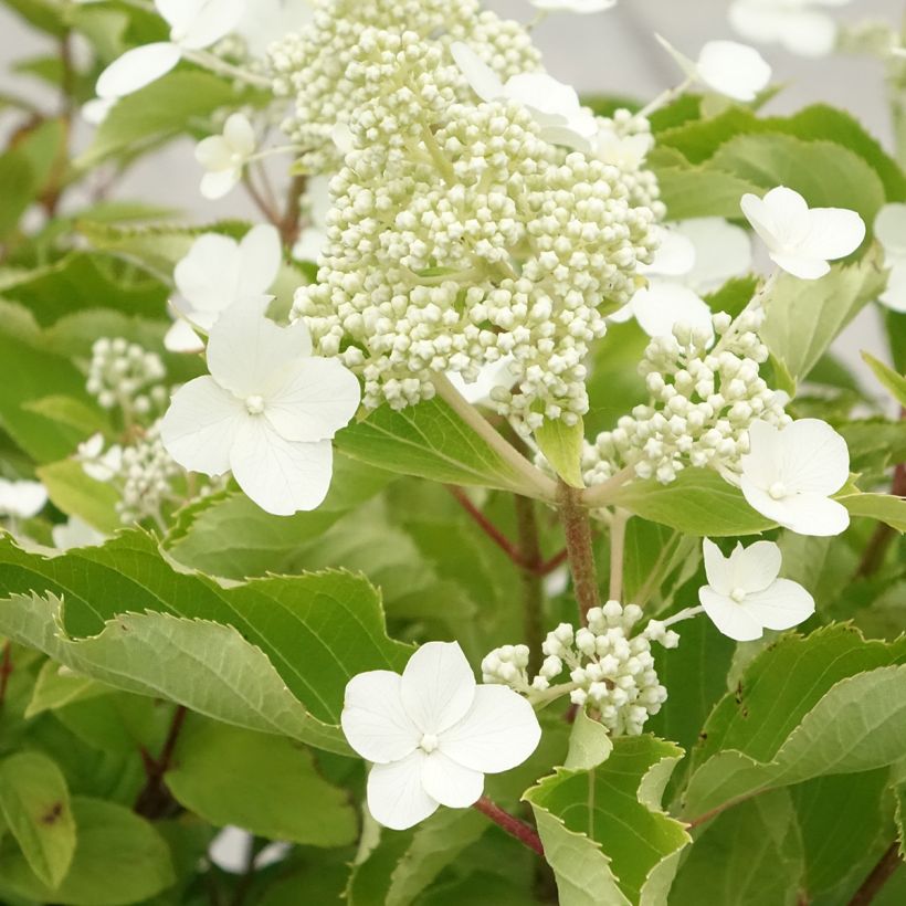 Hortensia paniculata Levana - Hydrangea paniculata (Floración)