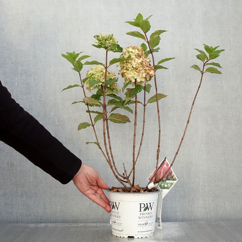 Ejemplar de Hortensia paniculata Limelight Prime - Hydrangea paniculata Maceta 3L/4L entregado en otoño
