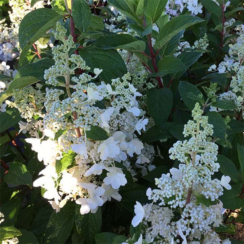 Hortensia paniculata Pinky Winky - Hydrangea paniculata (Floración)
