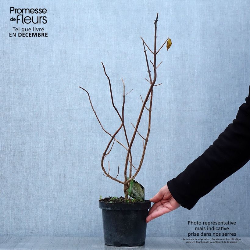 Ejemplar de Hortensia paniculata Polar Bear - Hydrangea paniculata Maceta 2L/3L entregado en otoño
