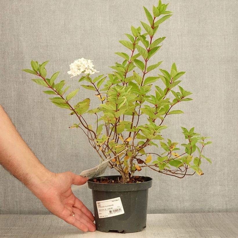 Ejemplar de Hortensia paniculata Polar Bear - Hydrangea paniculata Maceta 2L/3LAltura de entrega aprox. 30/40cm entregado en verano