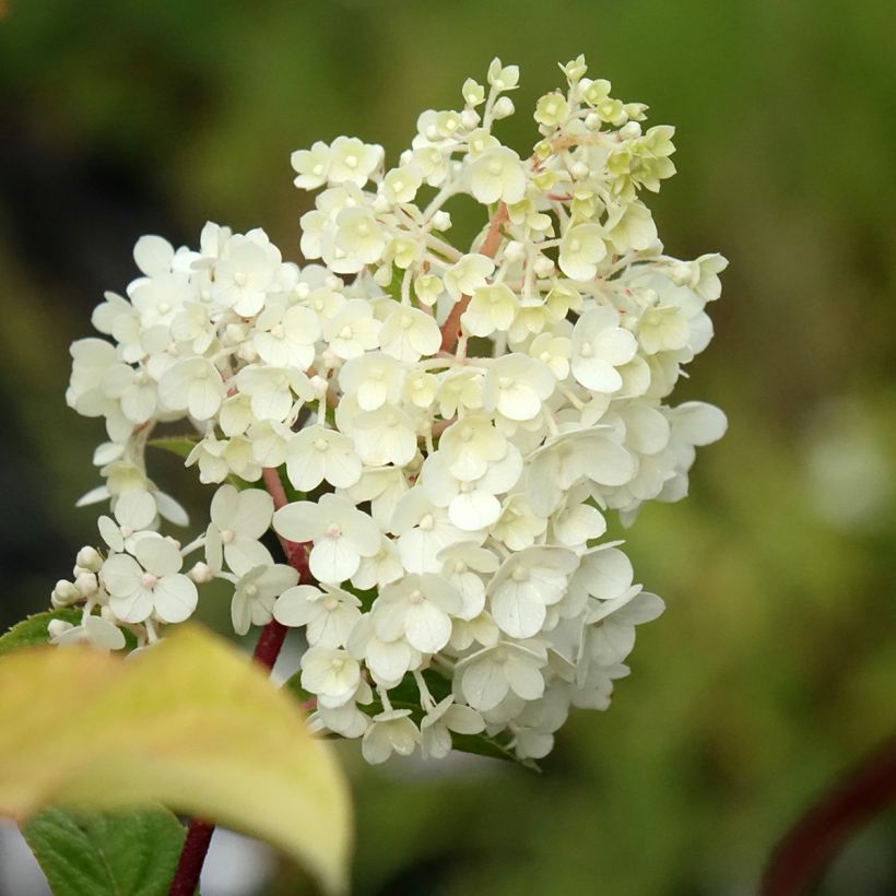 Hortensia paniculata Sundae Fraise - Hydrangea (Floración)
