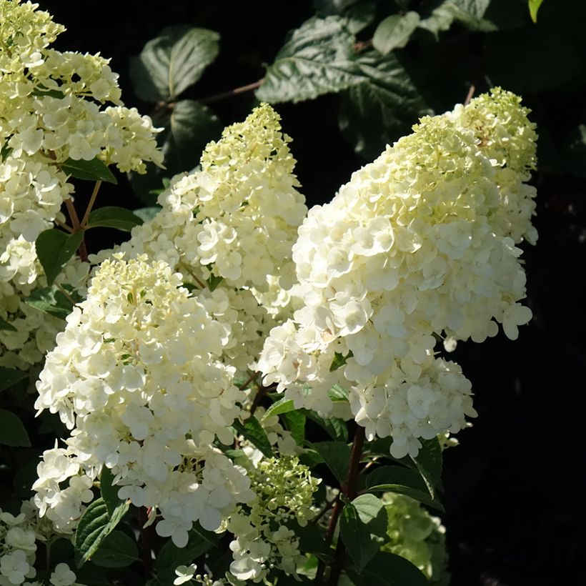 Hortensia paniculata Sundae Fraise - Hydrangea (Floración)