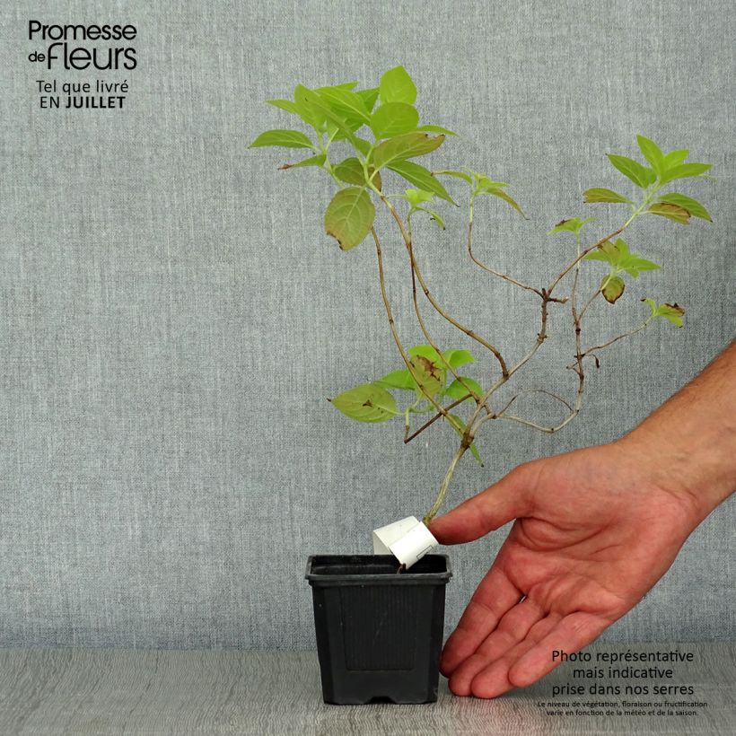 Ejemplar de Hortensia paniculata Sunlight - Hydrangea paniculata Maceta de 8/9 cm entregado en verano