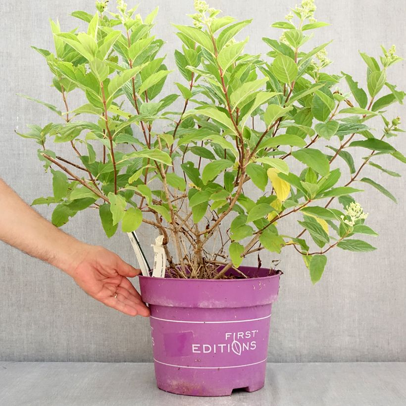 Ejemplar de Hortensia paniculata Tickled Pink - Hydrangea paniculata Maceta 7,5L/10L entregado en verano