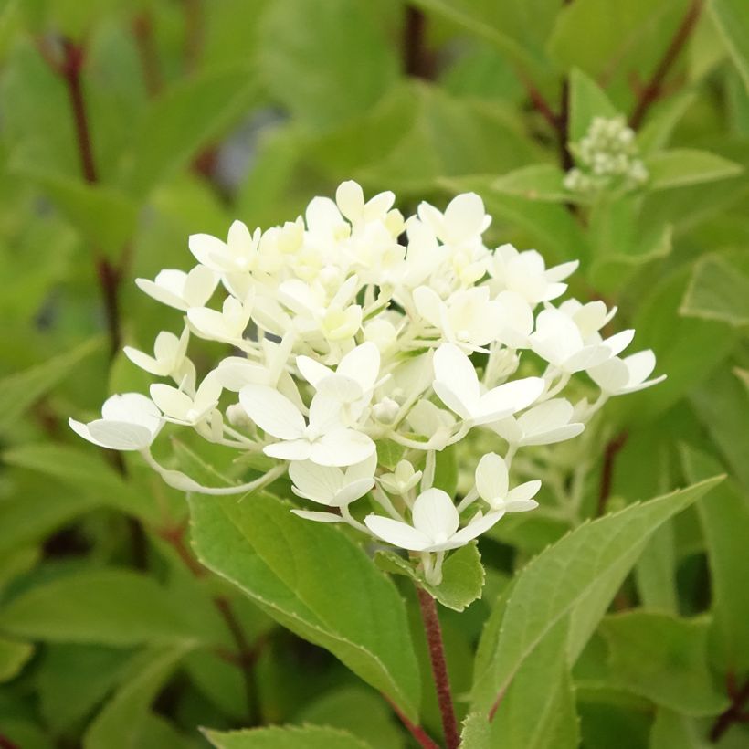 Hortensia paniculata Unique - Hydrangea (Floración)