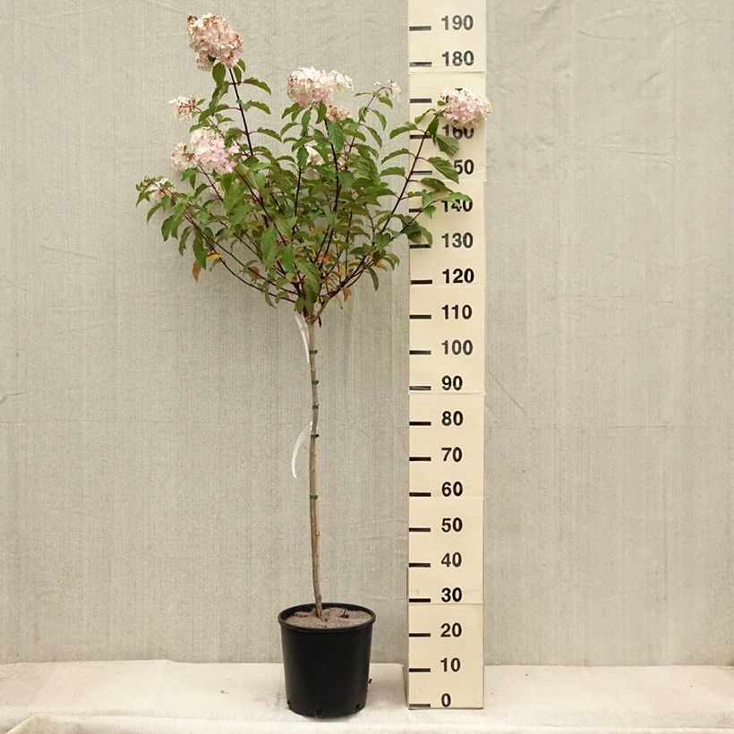 Ejemplar de Hortensia paniculata Vanille Fraise - Hydrangea Maceta 6L/7L entregado en otoño