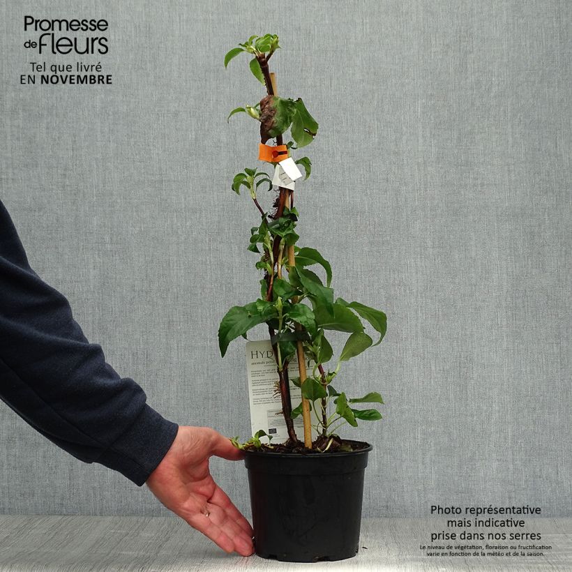 Ejemplar de Hortensia anomala var. petiolaris Flying Saucer - Hortensia trepadora Maceta 2L/3L entregado en otoño