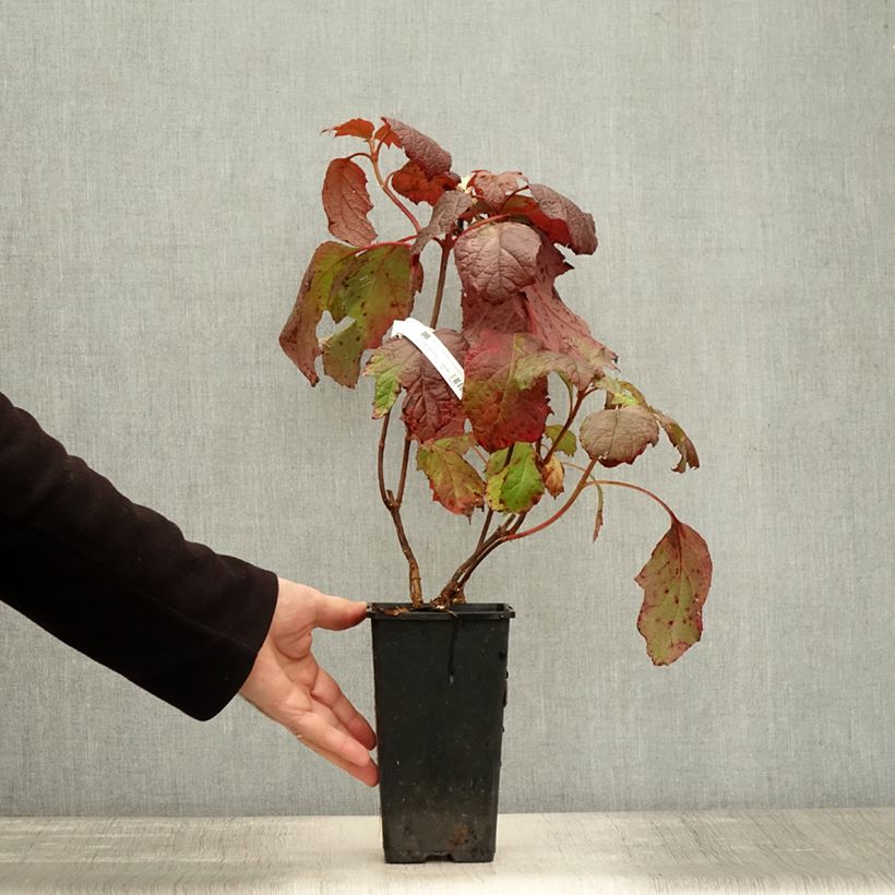 Ejemplar de Hortensia quercifolia Amethyst - Hortensia de hoja de roble Maceta 1,5L/2L entregado en otoño