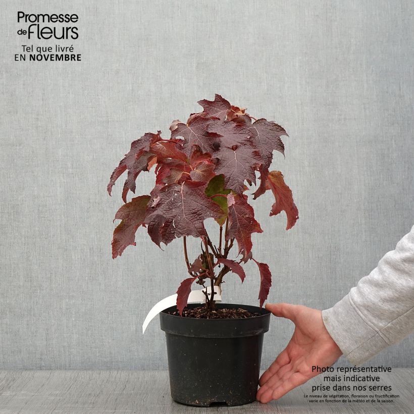 Ejemplar de Hortensia quercifolia Back Porch - Hortensia de hoja de roble Maceta 3L/4L entregado en otoño