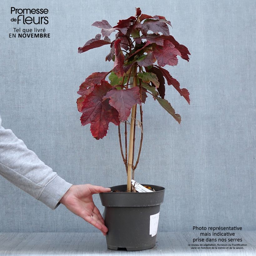 Ejemplar de Hortensia quercifolia Snowcicle - Hortensia de hoja de roble Maceta 4L/5L entregado en otoño