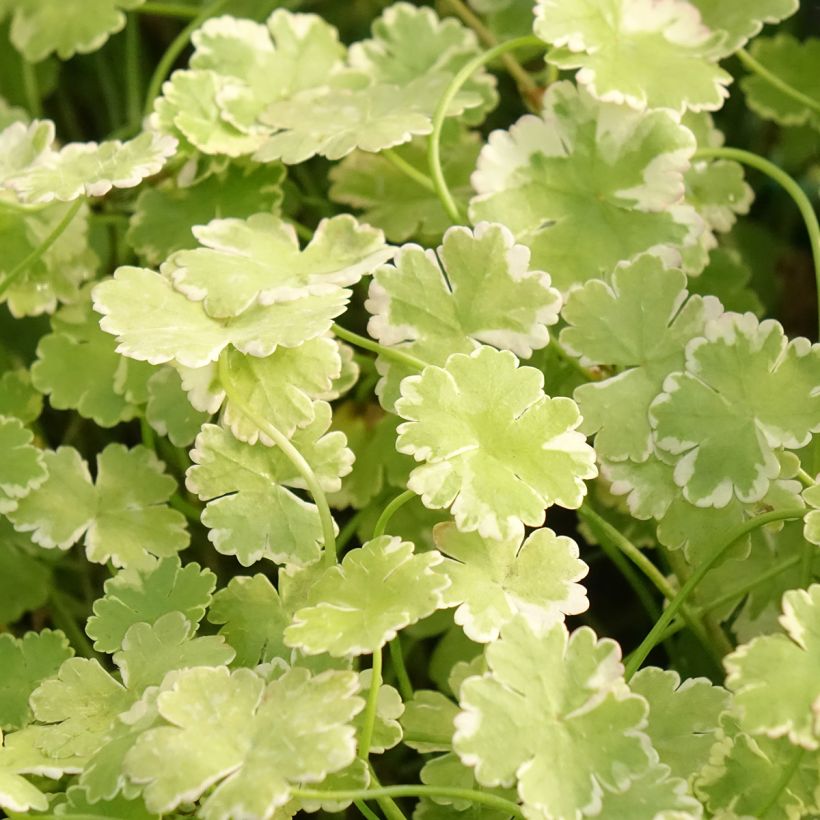 Hydrocotyle sibthorpioides (Follaje)