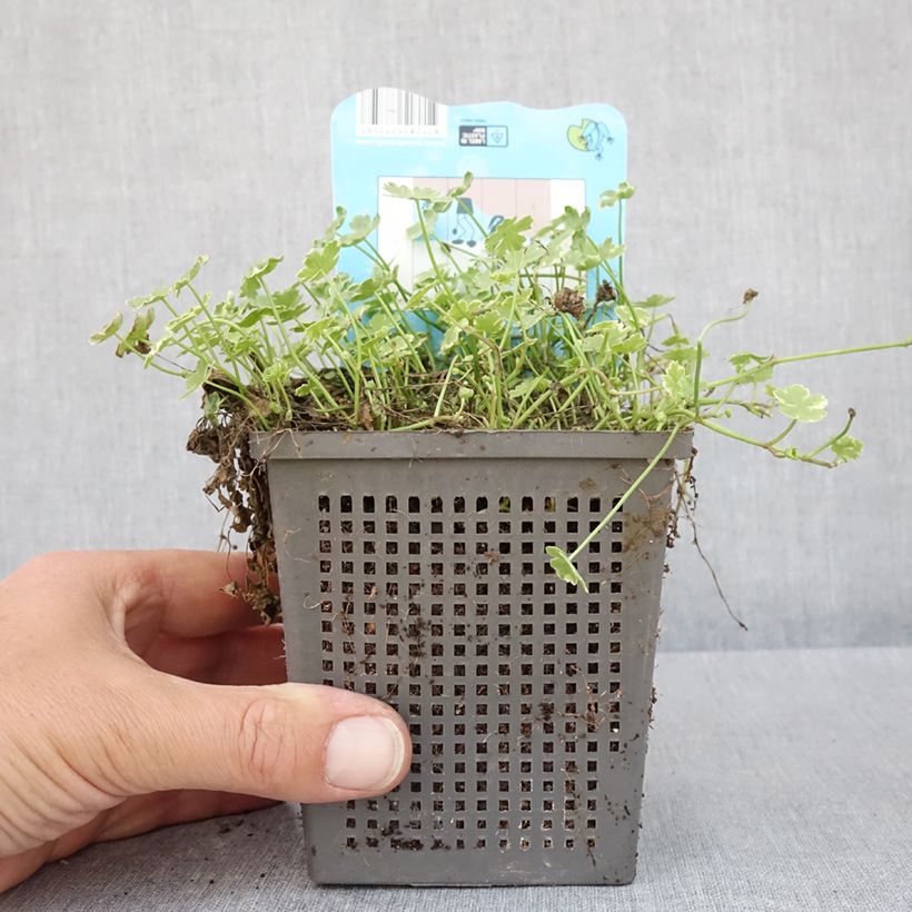 Hydrocotyle sibthorpioides Variegata - Pot de 1L/1,5L Ejemplar entregado en la primavera