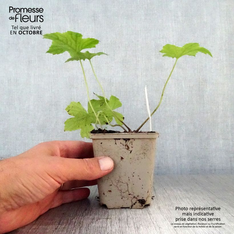 Ejemplar de Hydrophyllum canadense Maceta de 8/9 cm entregado en otoño