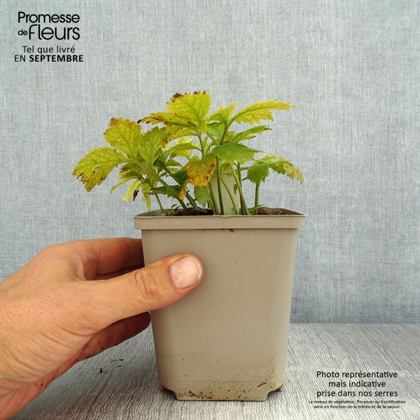 Ejemplar de Hylomecon japonica Godet de 9cm entregado en verano