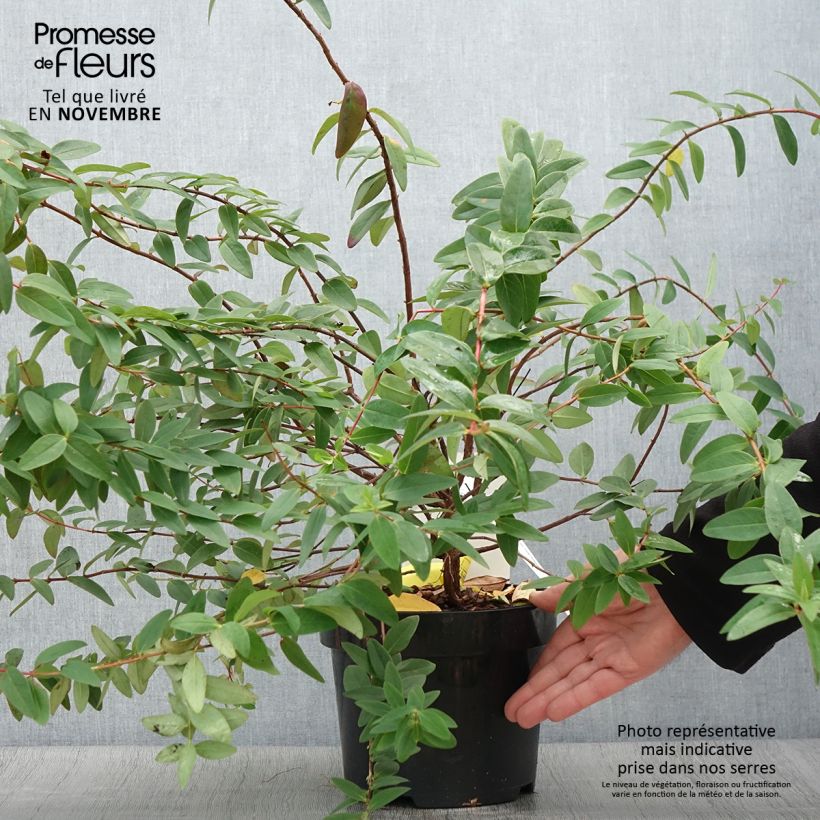 Ejemplar de Hypericum dummeri Peter Dummer - Hipérico Maceta 3L/4L entregado en otoño