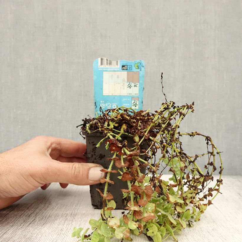 Ejemplar de Hypericum elodes - Hipérico Maceta de 8/9 cm entregado en otoño