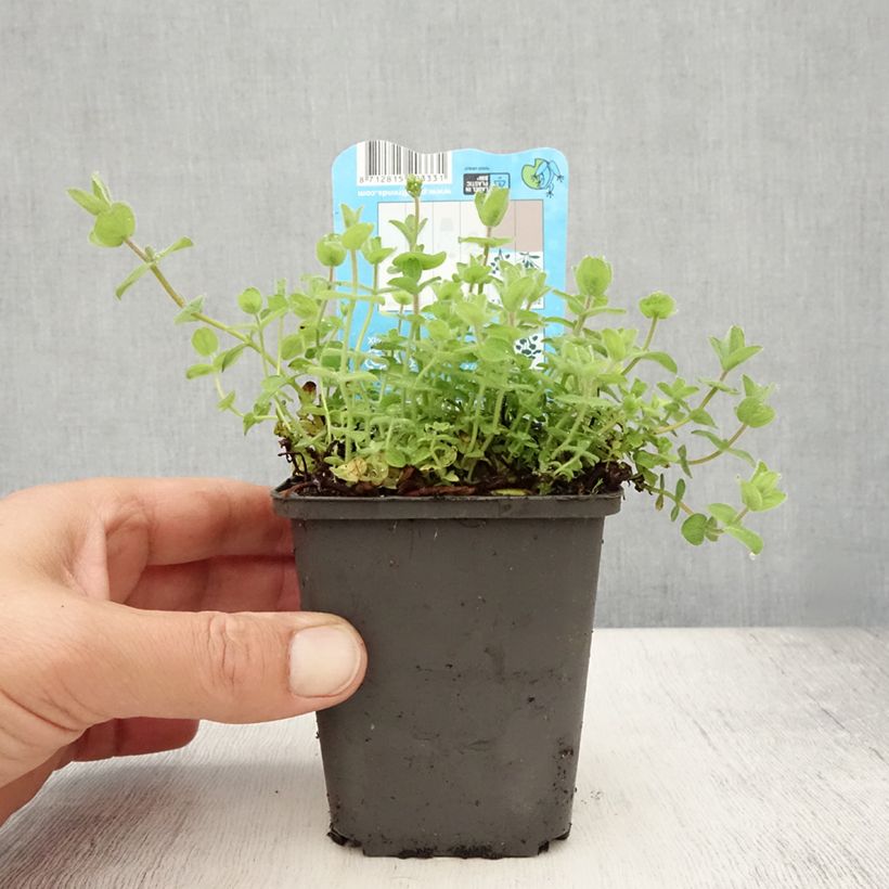 Ejemplar de Hypericum elodes - Hipérico Maceta de 8/9 cm entregado en verano