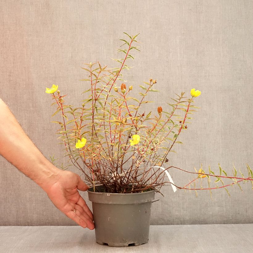 Ejemplar de Hypericum Hidcote Limelight - Hipérico Maceta 3L/4L entregado en verano